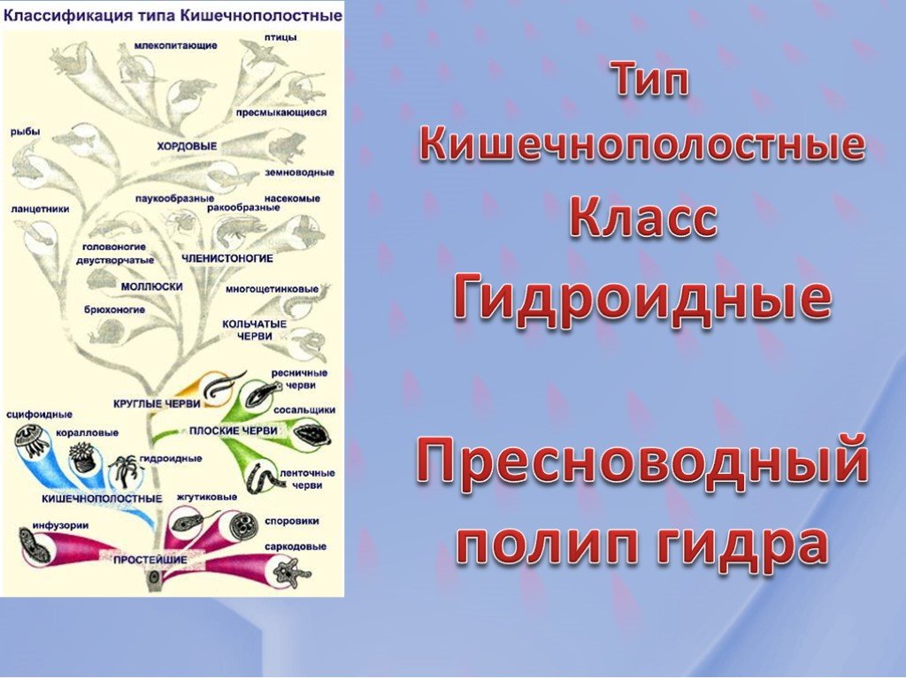 Кракен сайт работает